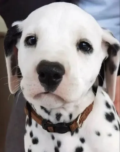 Dalmata Pintandinhos prontos pro novo lar 
