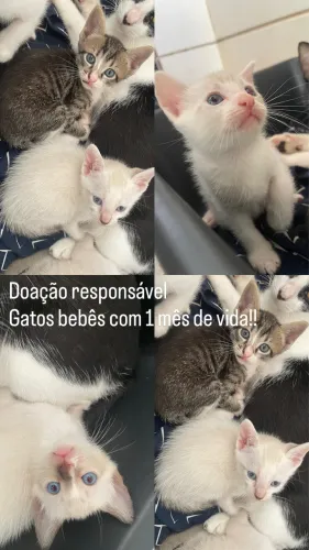 Gatos para adoção responsável 