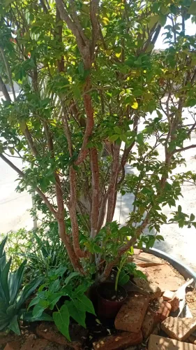 Jaboticabeira