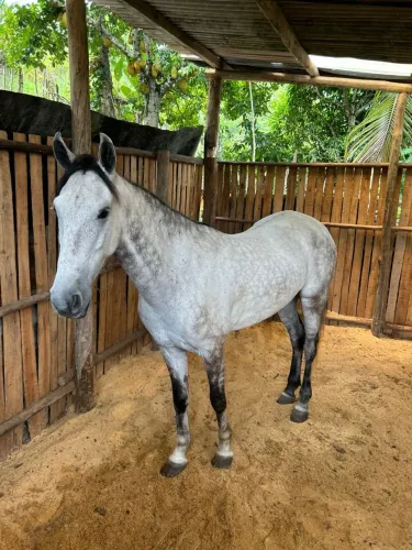 Vendo esse lindo cavalo de marcha picada excelente para criança com apenas 4 anos de idade