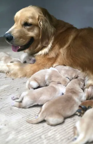 Golden Retriever filhotes alto padrão!
