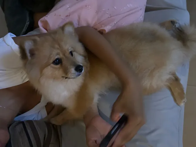 Lulu-da-pomerânia