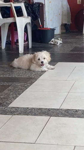 Doa-se cachorro