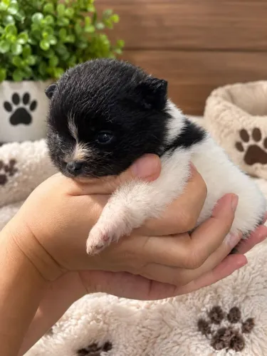 Zpits alemão bem pequena fêmea