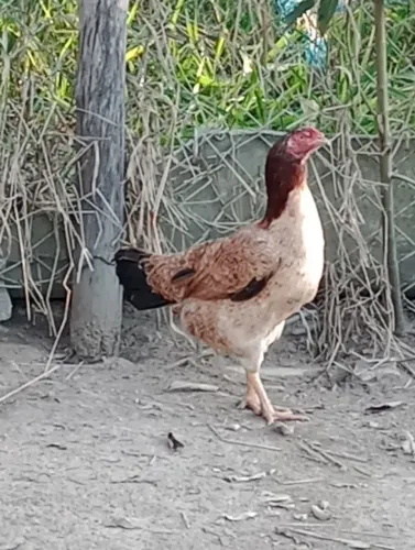 Galinha India