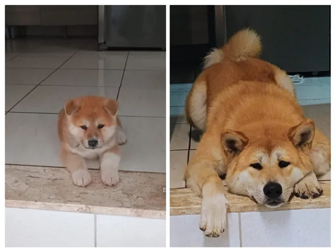 Akita Inu 