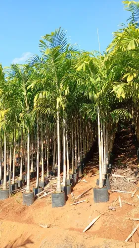 Palmeira carpintaria 3 mts