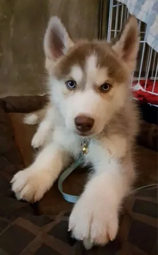 Filhotes de Husky Siberiano Disponíveis | Beleza que Chama Atenção