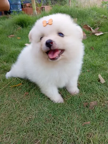 Spitz alemão fêmea branca 