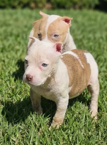 PITBULL FILHOTES RED NOSE VACINADOS-PARCELO NO CARTÃO 