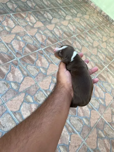Daschunds filhotes disponíveis