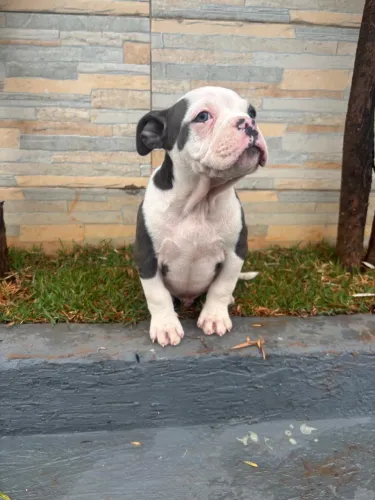 Filhotes de American bully