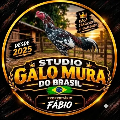 Galo galinha frango tudo bem cuidado