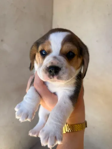 Beagle 13 polegadas tricolor e bicolor