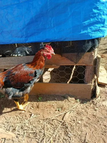 Frango GSB
