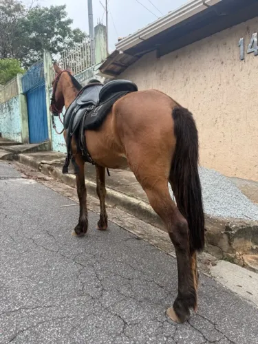 Cavalo