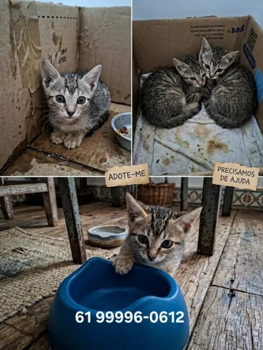 Gatinhas precisam de ajuda urgente