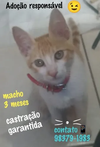 Animais