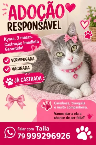 Adoção gata peluda cinza