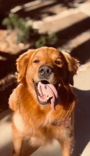 Golden Retriever