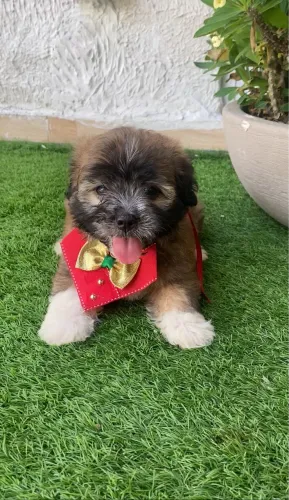 Shih tzu fêmea com maltês foto real