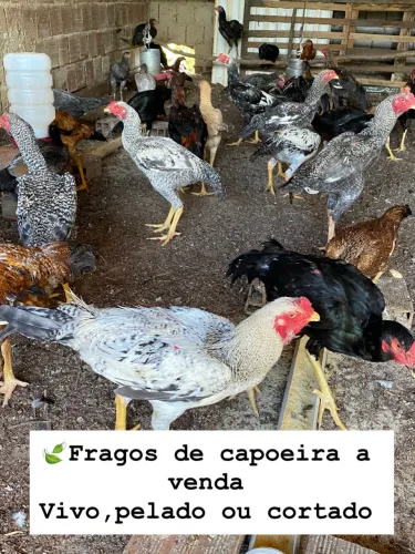Frangos de capoeira