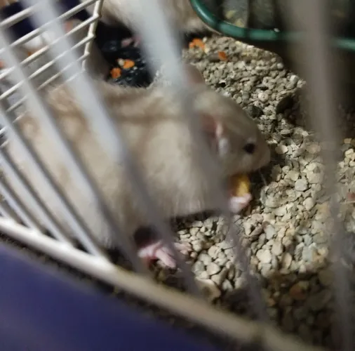 Rato Twister macho 