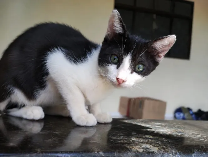 Gatinhos p adoção 