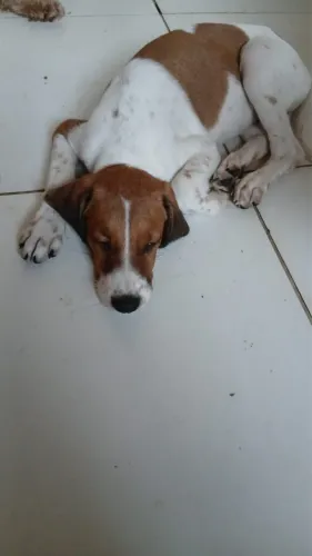 Cães maravilhosos para adoção