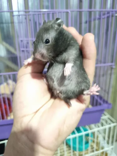 Hamister twister topolinos 