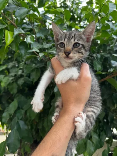 Adoção gatinho filhote
