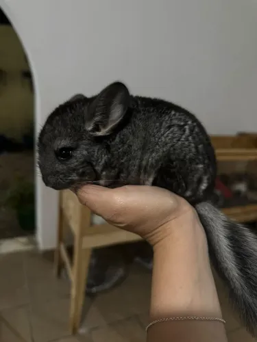 Chinchila Fêmea Filhote - Standard Grey (Cinza Padrão) - R$ 1.100