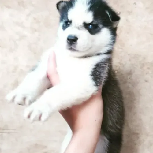 Filhotes de Husky Siberiano | Filhote cheio de charme natural.
