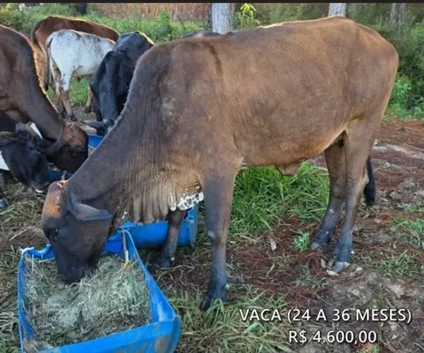 VACA 24-36 MESES