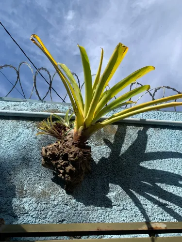 Arranjo bromélias no toco