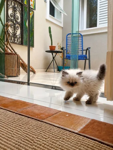 ? LINDO GATINHO PERSA - PROCURANDO UM LAR CHEIO DE AMOR!<br>