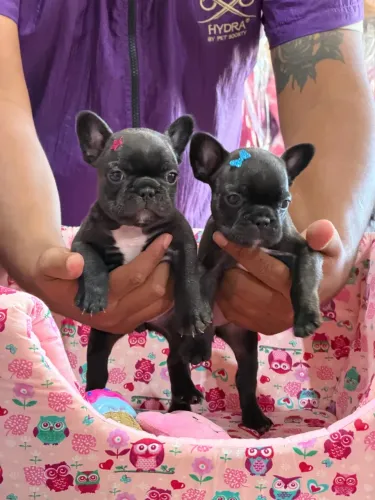 Lindos filhotes de Buldogue