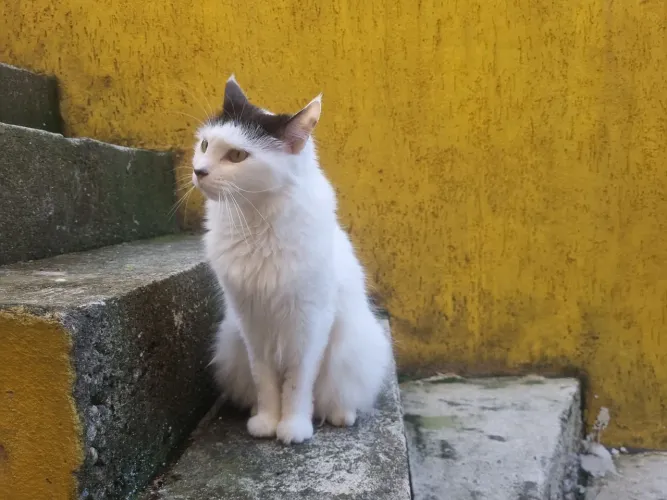 Doação Responsável: Gata Linda, Pelagem Longa Branca e Preta
