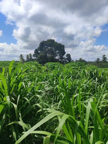 granja com 17 hectares plantada de capim pangola e braquiária com uma estrutura   com rio 