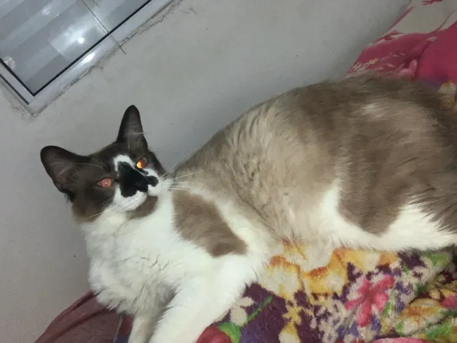 Gatinho macho castrado