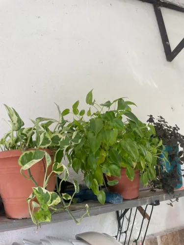 Vendo plantas 