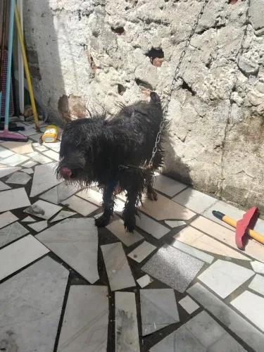 Cachorro pra doação