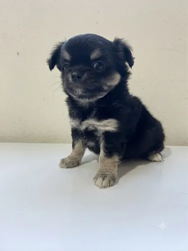 Fêmea Chihuahua black and tan pelo longo