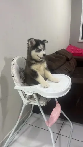 Husk siberiano