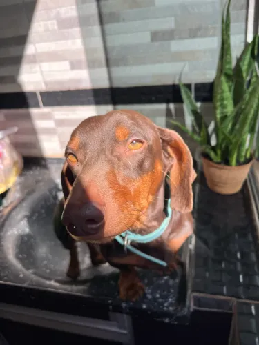 Dachshund macho disponível para cobertura