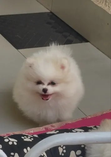 Lulu da Pomerania já vacinado é vermifugada uma. Fêmea é um Macho 
