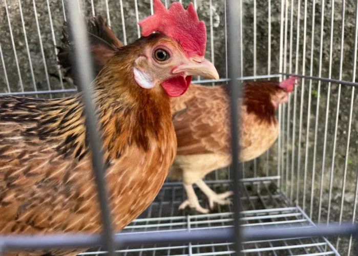 Garninzés bem pequenas