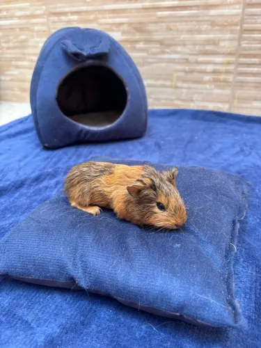 Porquinho da índia 
