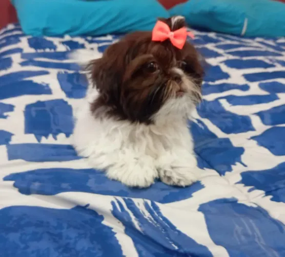 Linda fêmea micro de Shi tzu chocolate