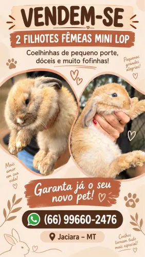 Filhote de coelho Mini Lop